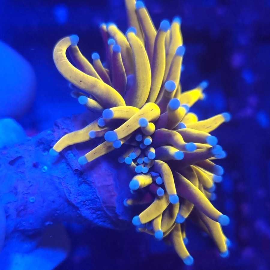 Euphyllia Glabrescens Golden Torch 24K akwarium morskie Korale.Pro