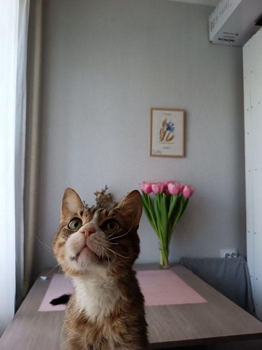 Зник котик, район Комарова