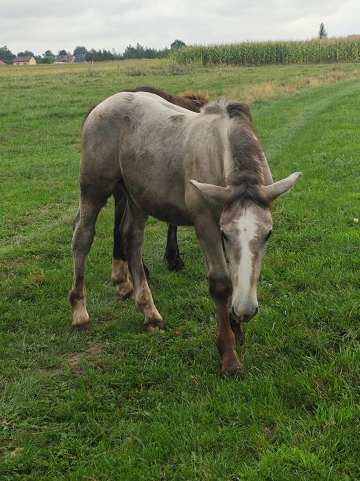 Sprzedam źrebòwke i ogierka