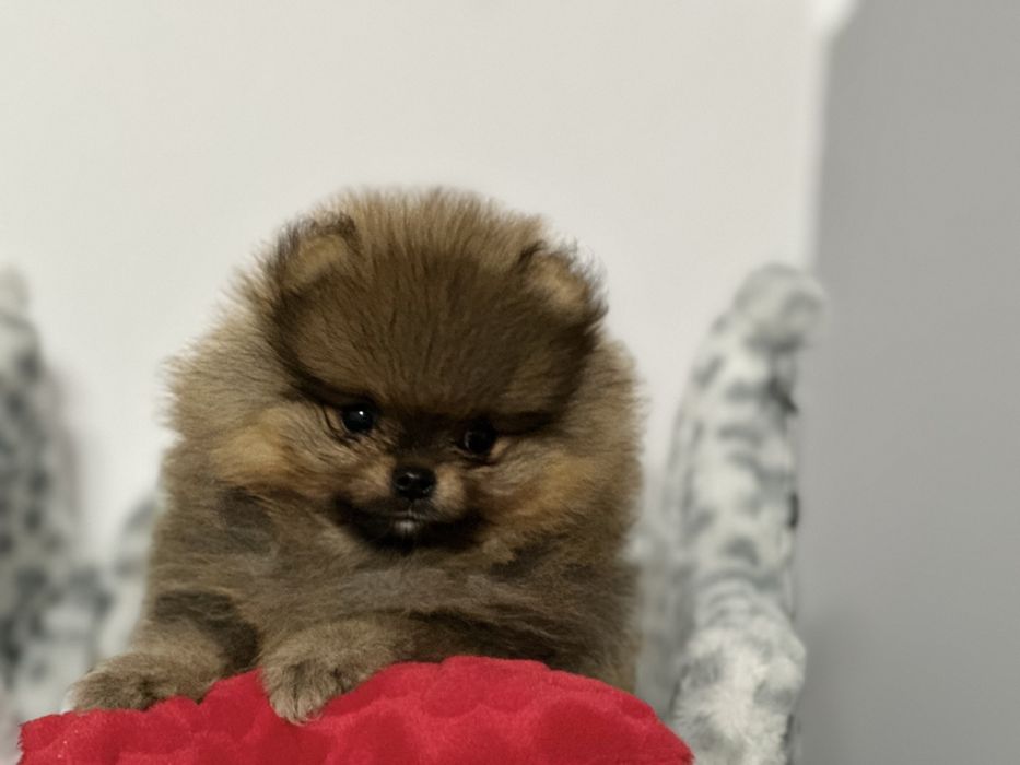 Szpic miniaturowy obłedny mini Ivo