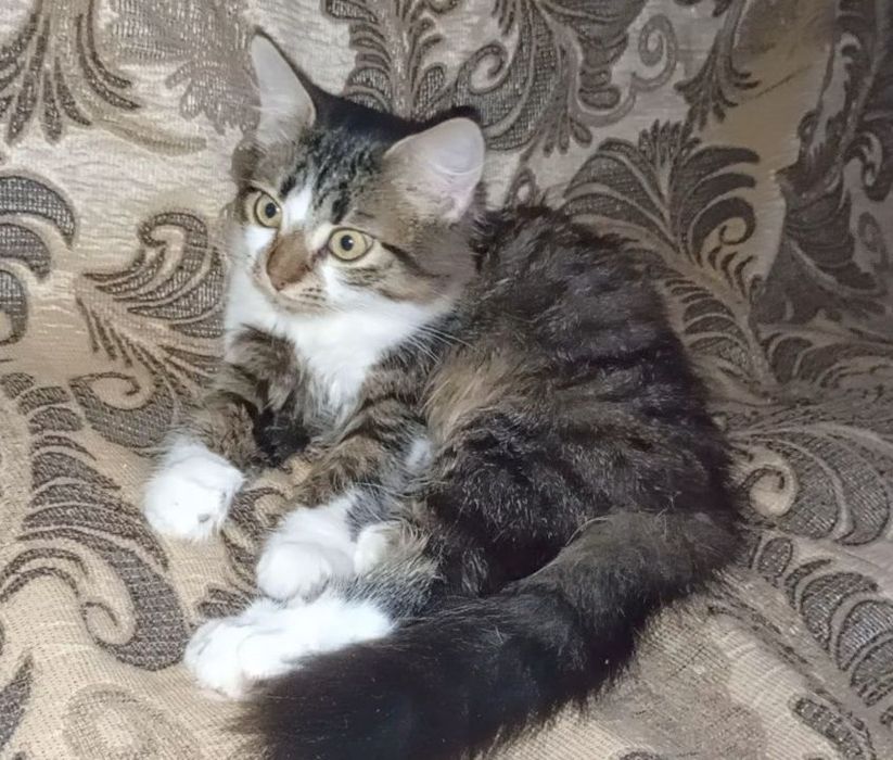 Красавчик котёнок, мальчик, июнь