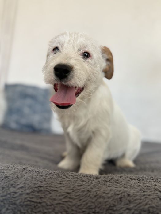 Piesek Jack Russell Terrier