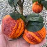Raro Laranjeira Alcobal Arco-iris - Muito doce