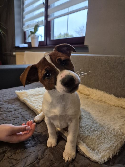 Jack Russell Terrier suczka REZERWACJA!!!