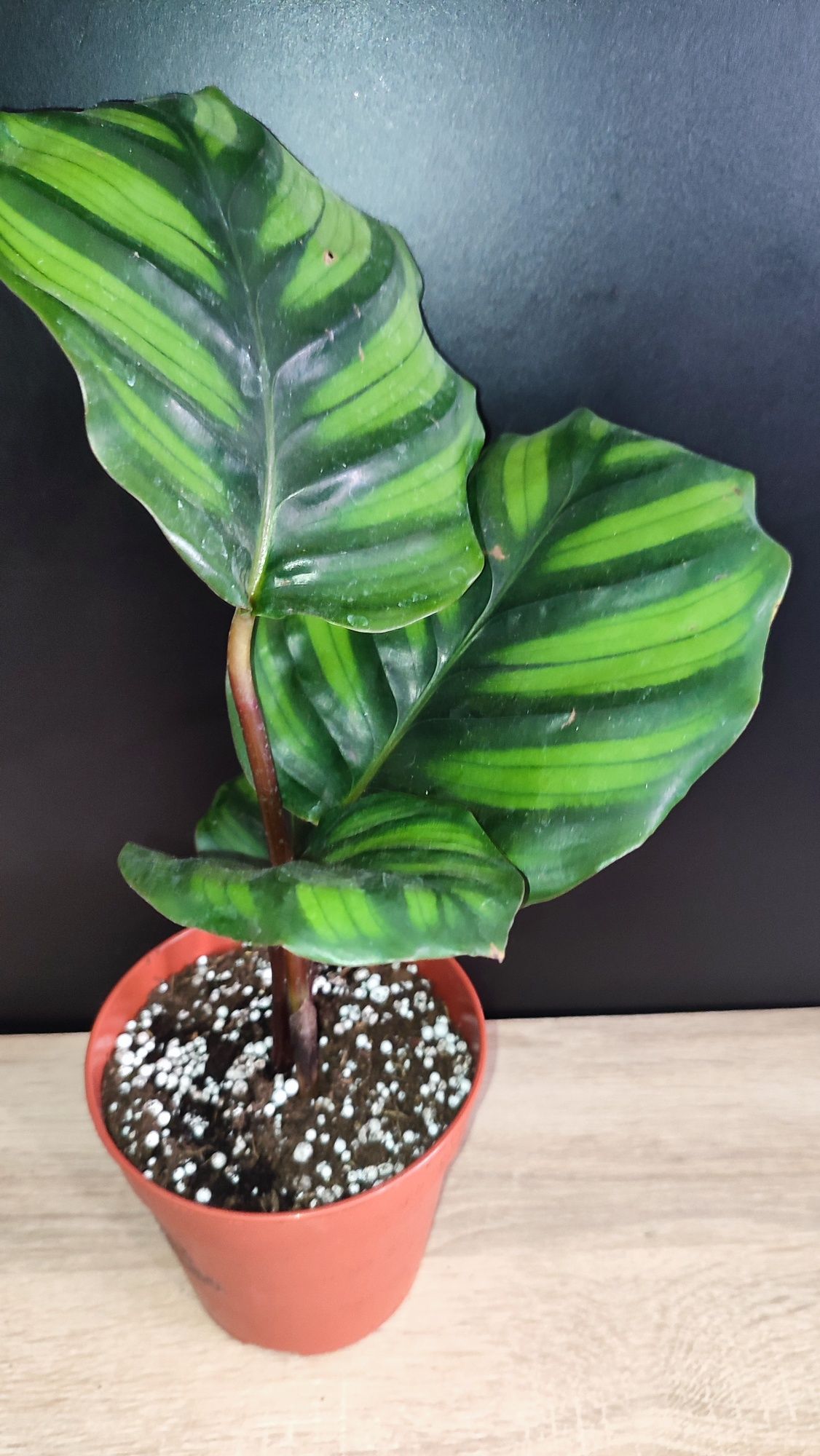 Calathea Fasciata Rotundifolia