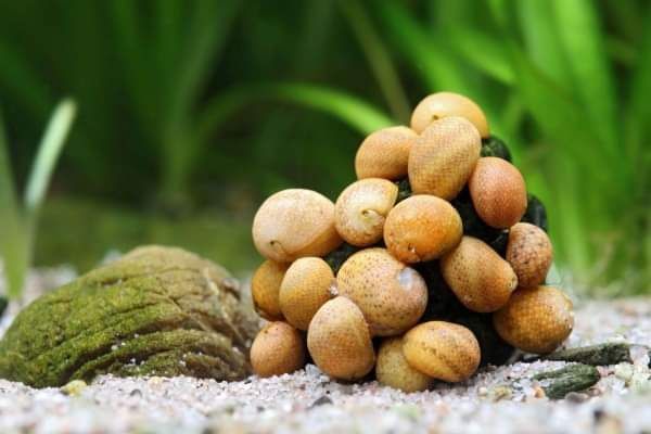 Vendo vários caracóis de aquário e lagostins anões