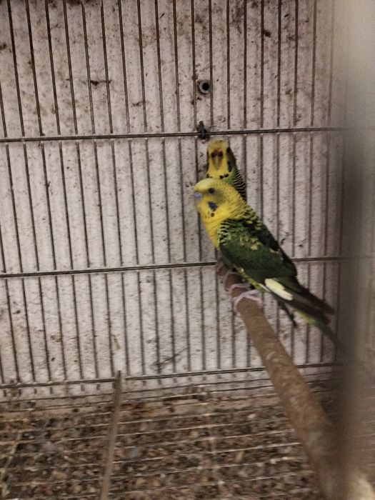 Periquitos hagoromos