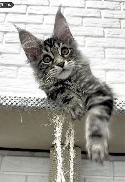 Мейн кун котята из  проф.питомника