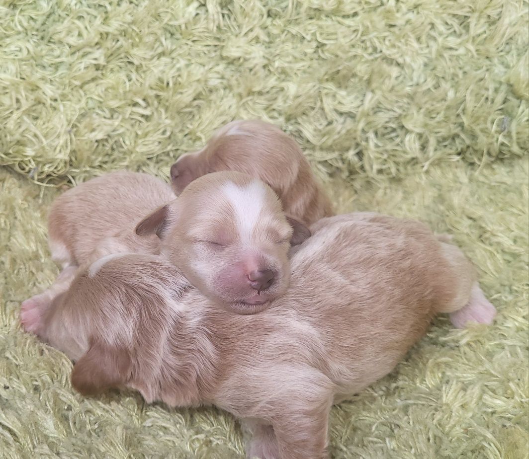 Suczka Maltipoo f1