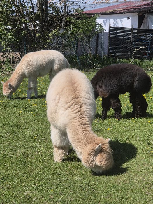 Likwidacja mini zoo przydomowego  z powodu choroby