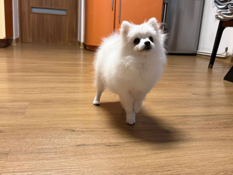 Pomeranian szpic miniaturowy dziewczynka XXS