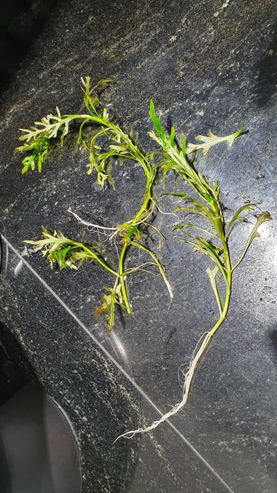Hygrophila difformis- sprzedam z wycinki DUŻO