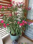 Oleander 2 sztuki