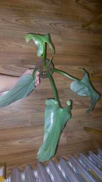 Philodendron hostum/silver