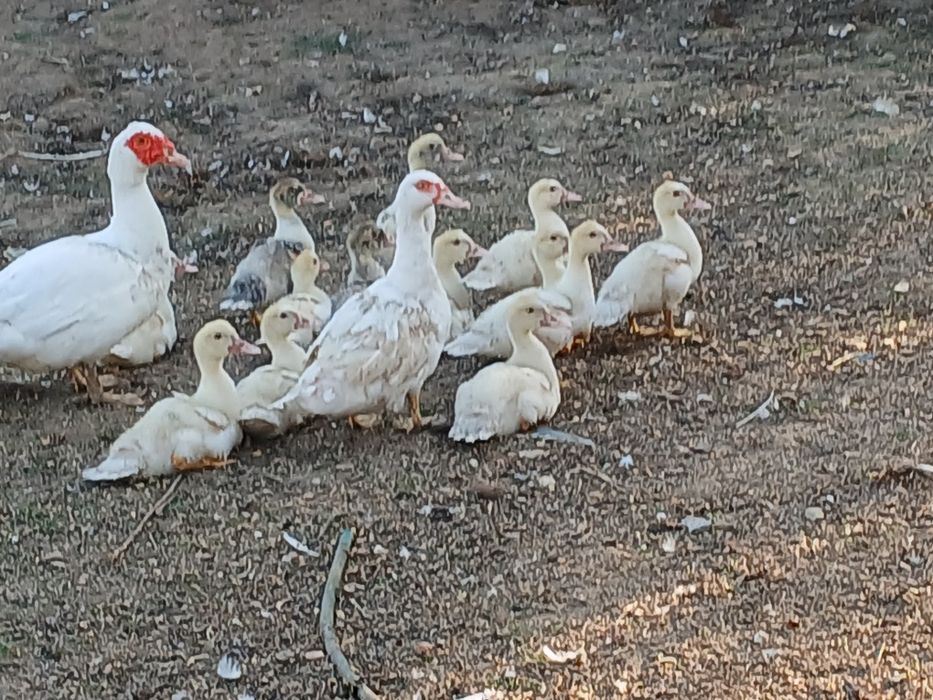 Vendo patos mudos