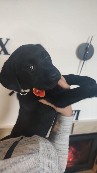 Labrador Retriever szczenie koloru czarnego po ojcu pochodzenia FCI