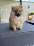 Spitz alemao menino