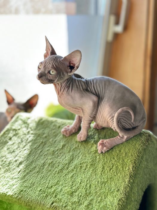 Sphynx cor lilac maravilhoso