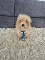 Maltipoo f1 piesek 5msc