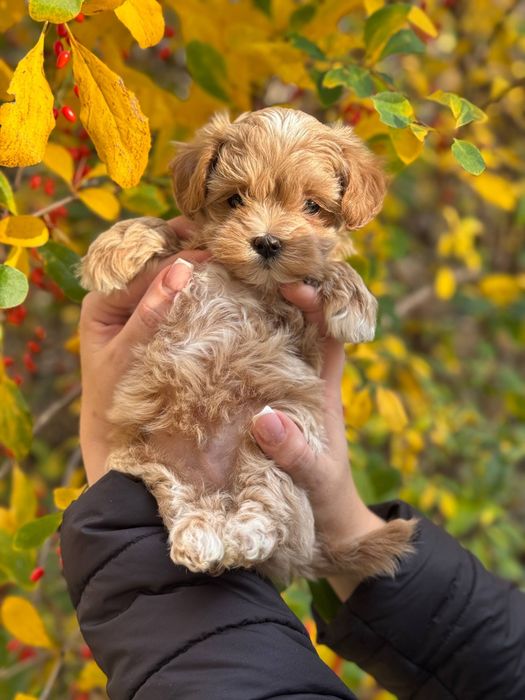 Міні хлопчик Мальтіпу Ф1