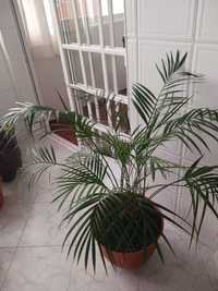 Palmeira natural