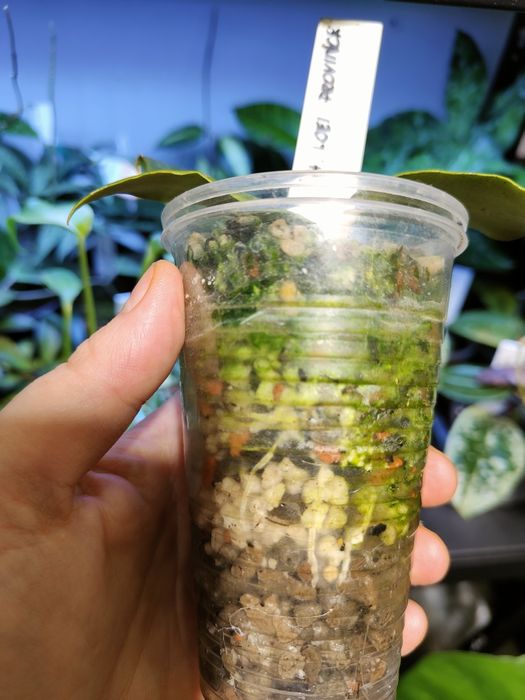 Hoya Loei Province ukorzeniona