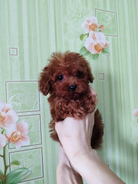 Бусинки той Пудель