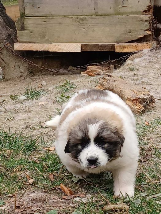 Румунська вівчарка