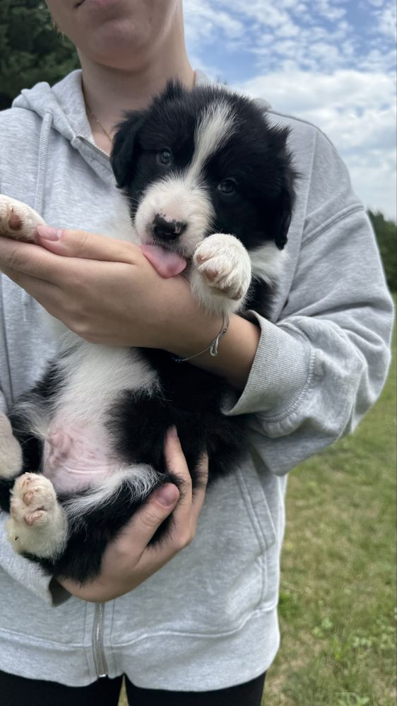 Border Collie - Leśna Polana