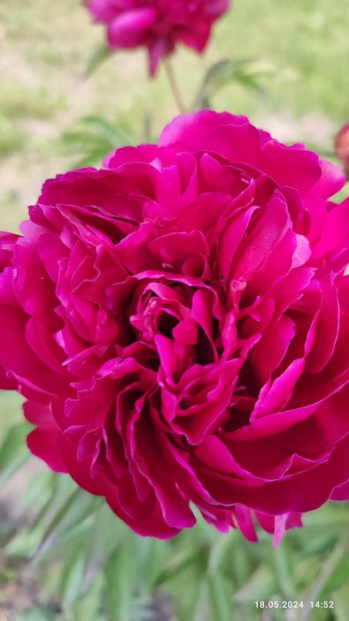 Квіти - піон, лаванда, кампсис, хоста