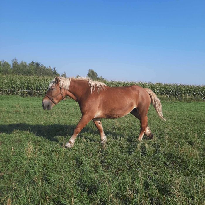 Klacz Zimnokrwista, woj. Wielkopolskie, powiat Kolski