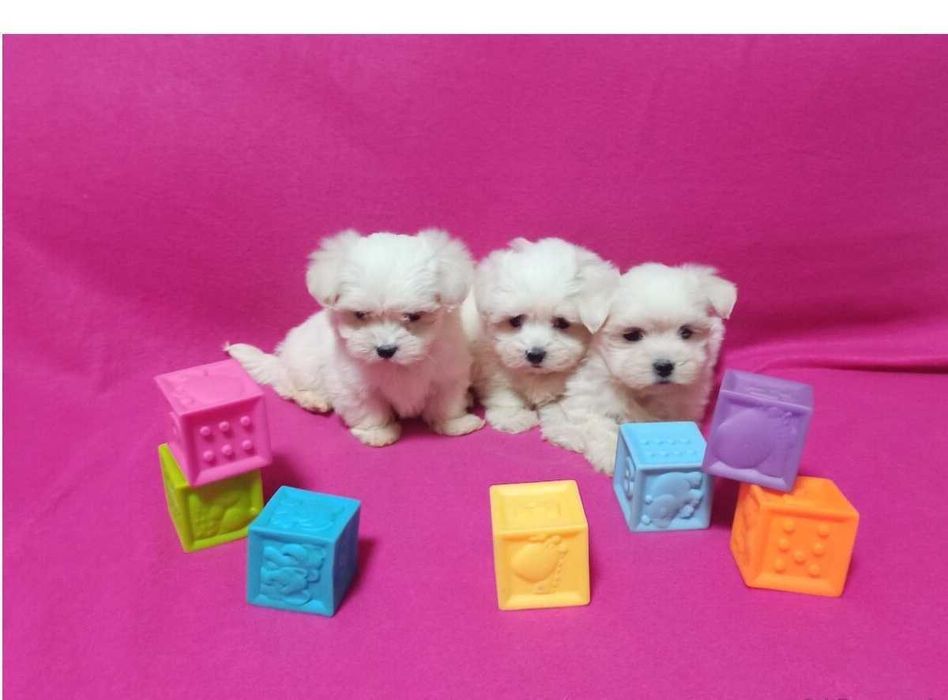 Maltańczyk szczeniaczek.