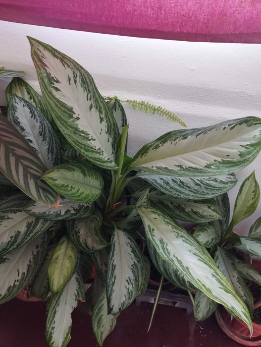 Vendo Plantas variadas