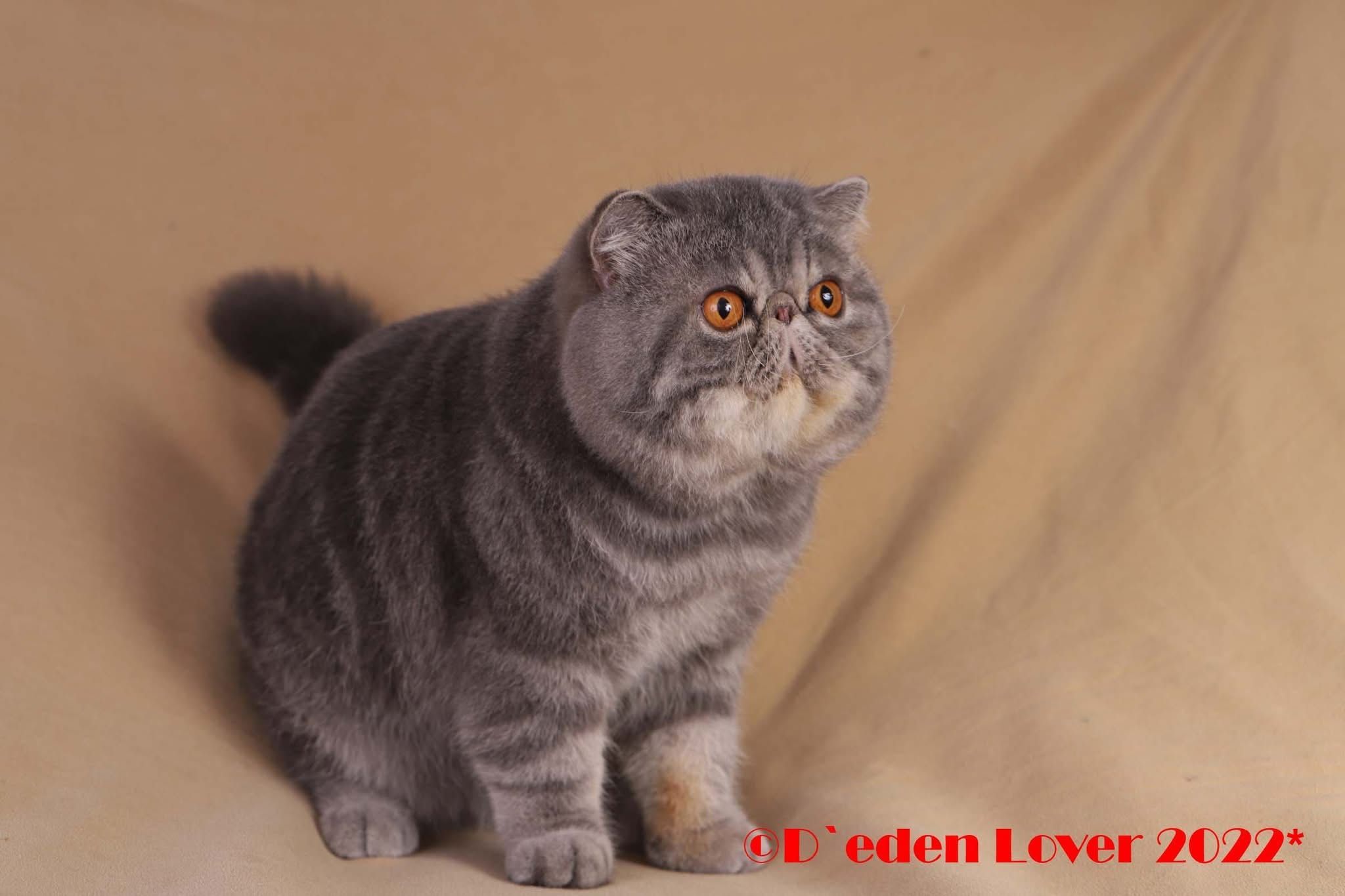 Kocurek rasy kot egzotyczny - Garfield