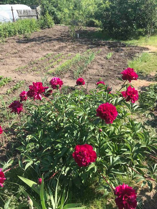 Садові квіти / садовые цветы не дорого