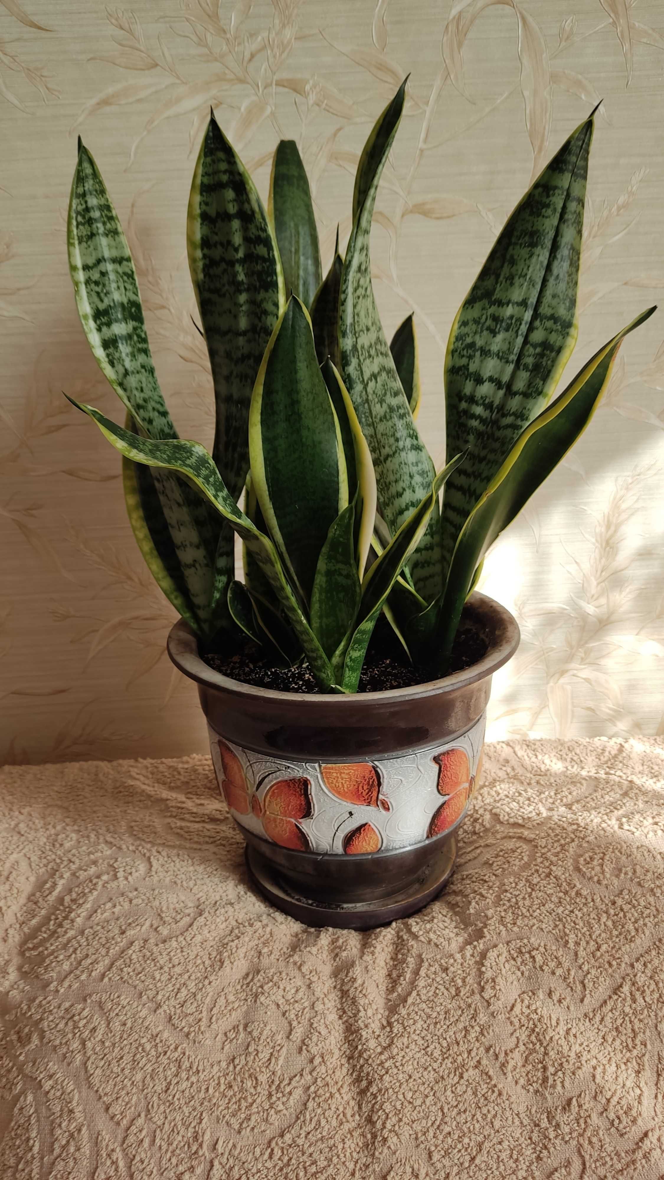 Сансевиерия трехполосная (Sansevieria trifasciata)-росточки