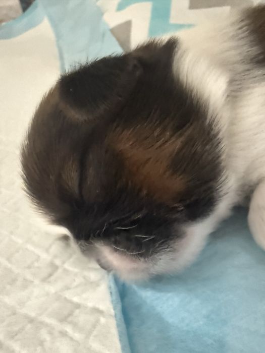 Shih Tzu piesek z rodowodem ZHPR