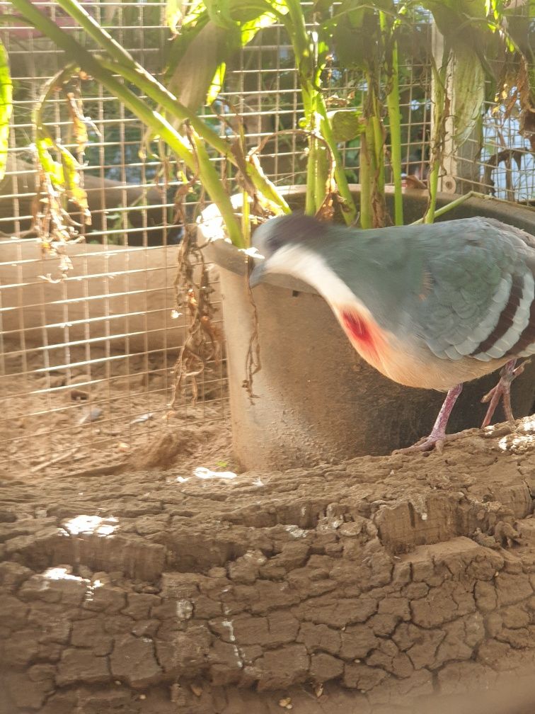 Rola apunhalada macho