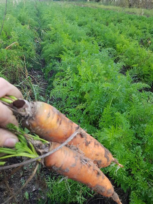 PIĘKNA Marchew jadalna bio ekologiczna Nie odpadowa  PASZOWA