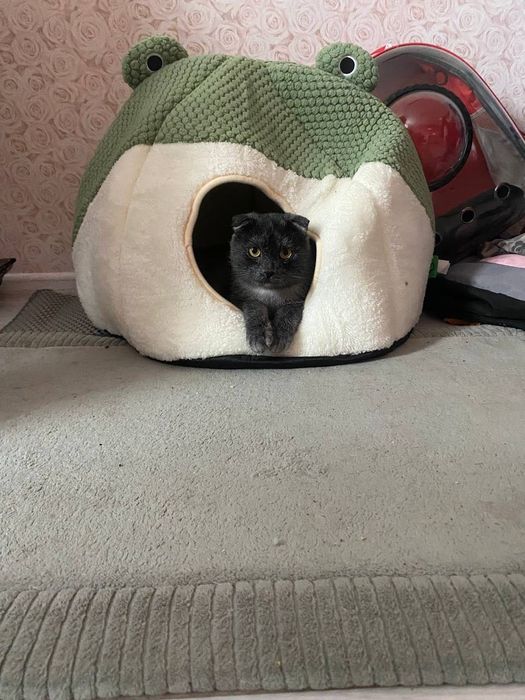 Зник кіт / Пропал кот