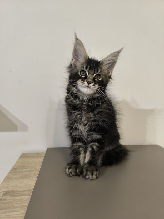 Piękny kocur Maine Coon FPL