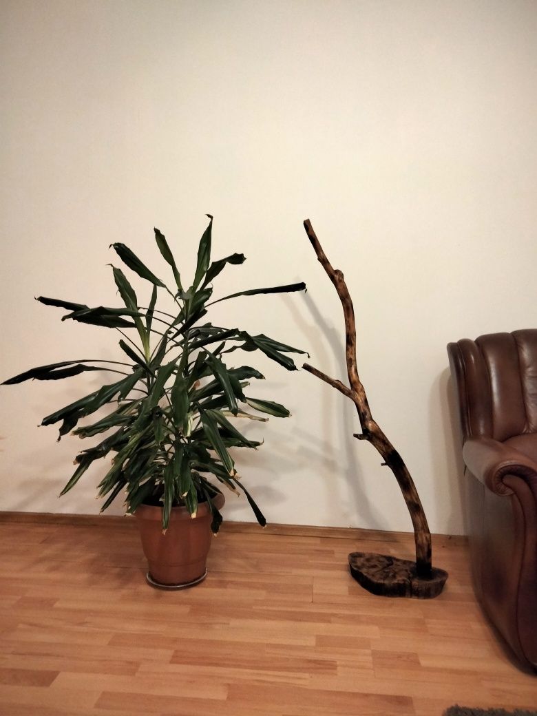 Lampki, lampy drewniane
