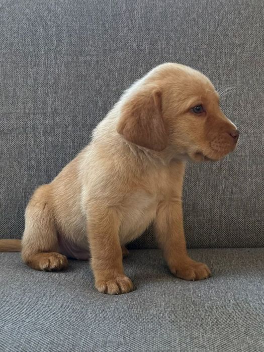 Labrador retriever