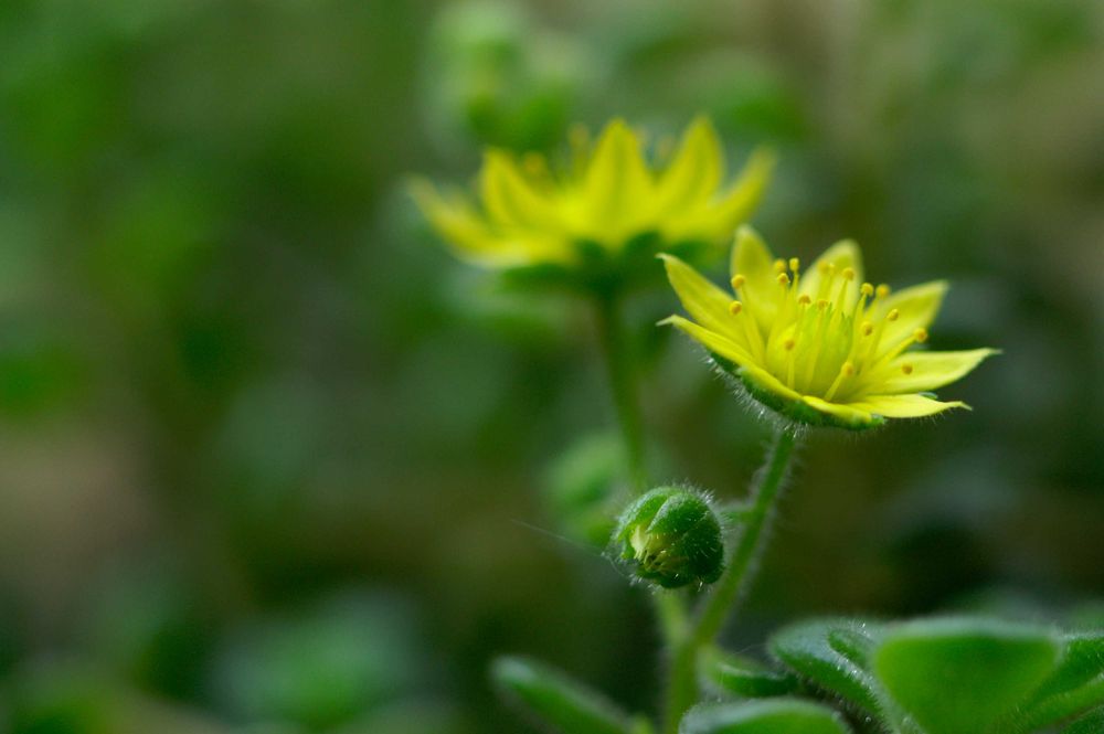 Minolta MD Macro 50mm 1:3.5 Lente