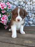 Border collie suczka czekoladowo biała przebadani rodzice
