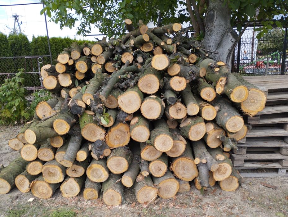 Drewno owocowe z czereśni do wedzenia