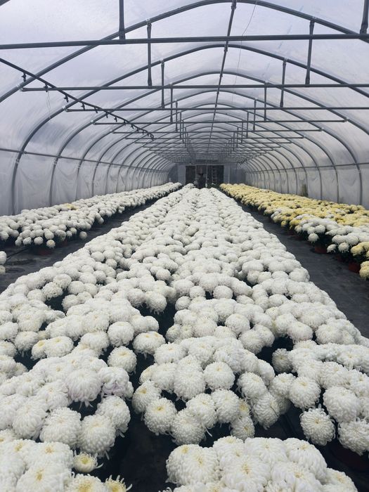 Chryzantemy wielokwiatowe i drobnokwiatowe