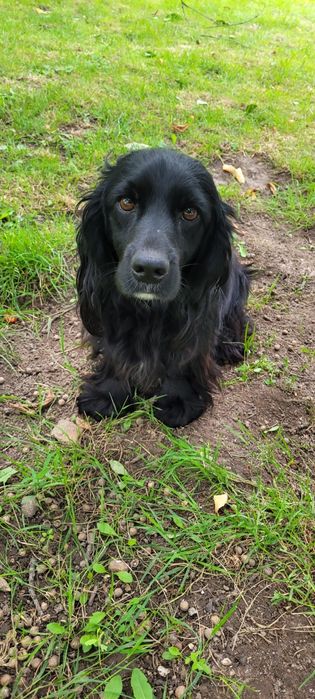 Szczeniak cocker spaniel z mieszańcem