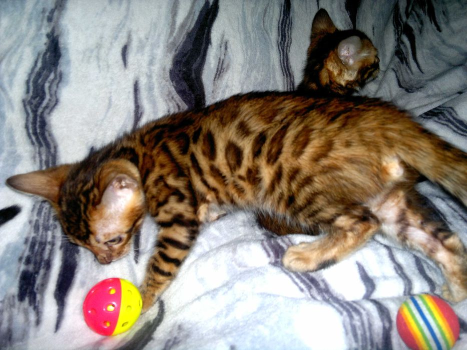 Якісні породні бенгальчики з документами клубу