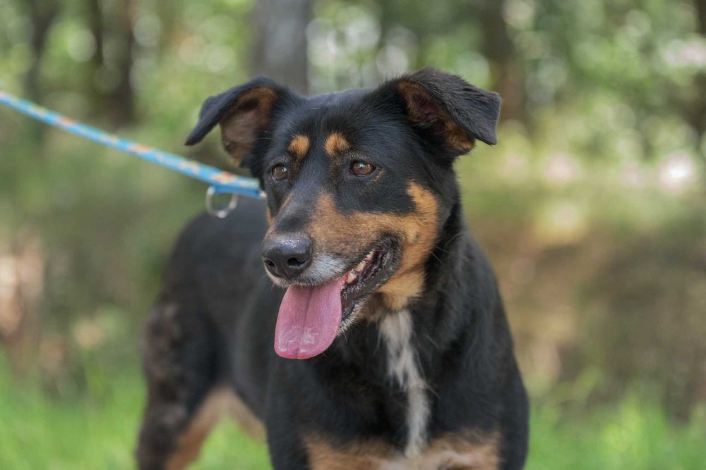 Cudna Ida - wspaniała sunia dla rodziny do adopcji